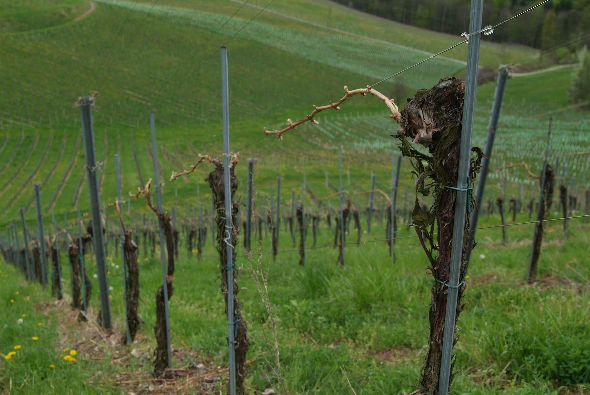 Weingut Primus Suedsteiermark 施皮尔费尔德 外观 照片