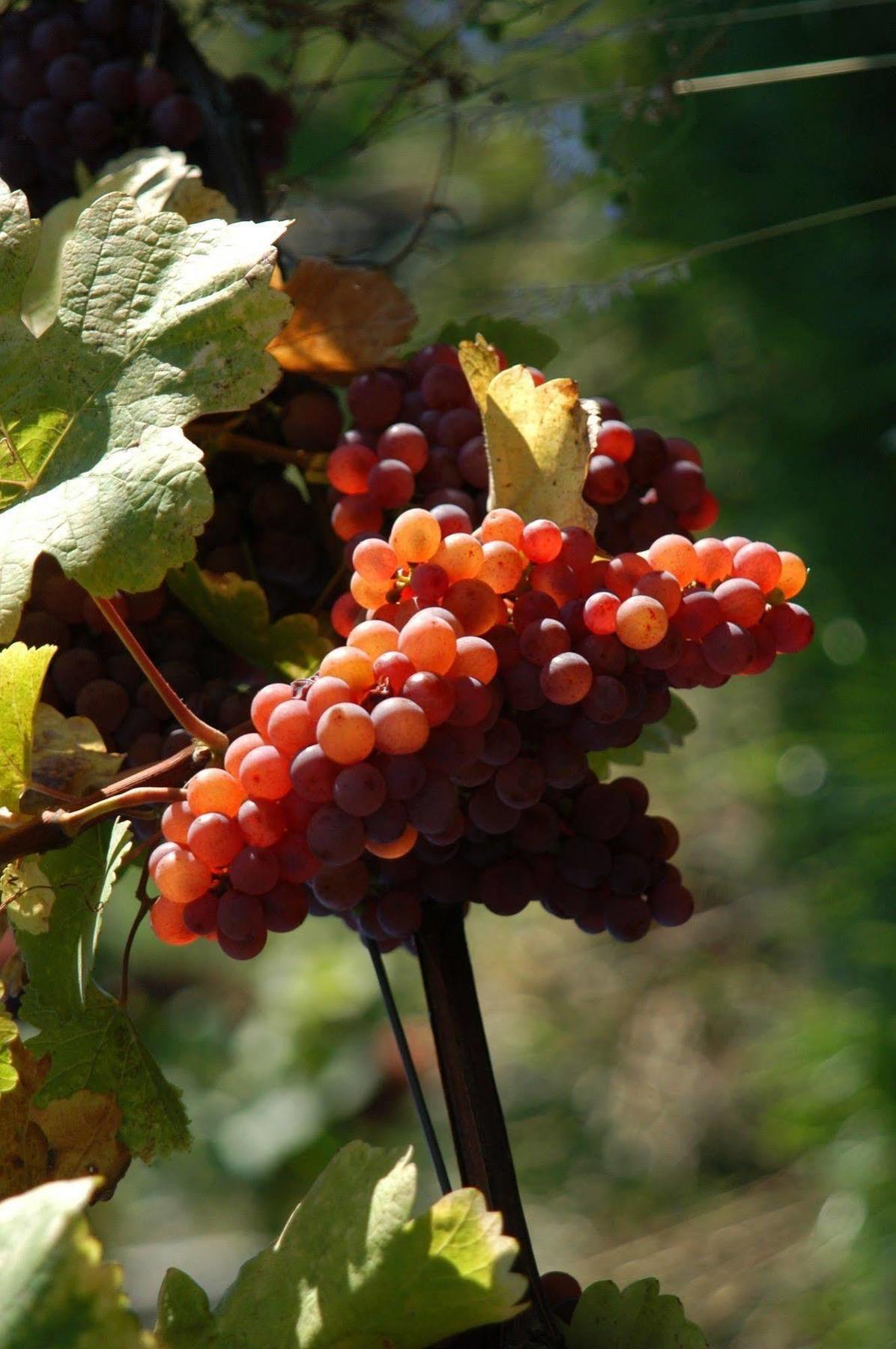 Weingut Primus Suedsteiermark 施皮尔费尔德 外观 照片