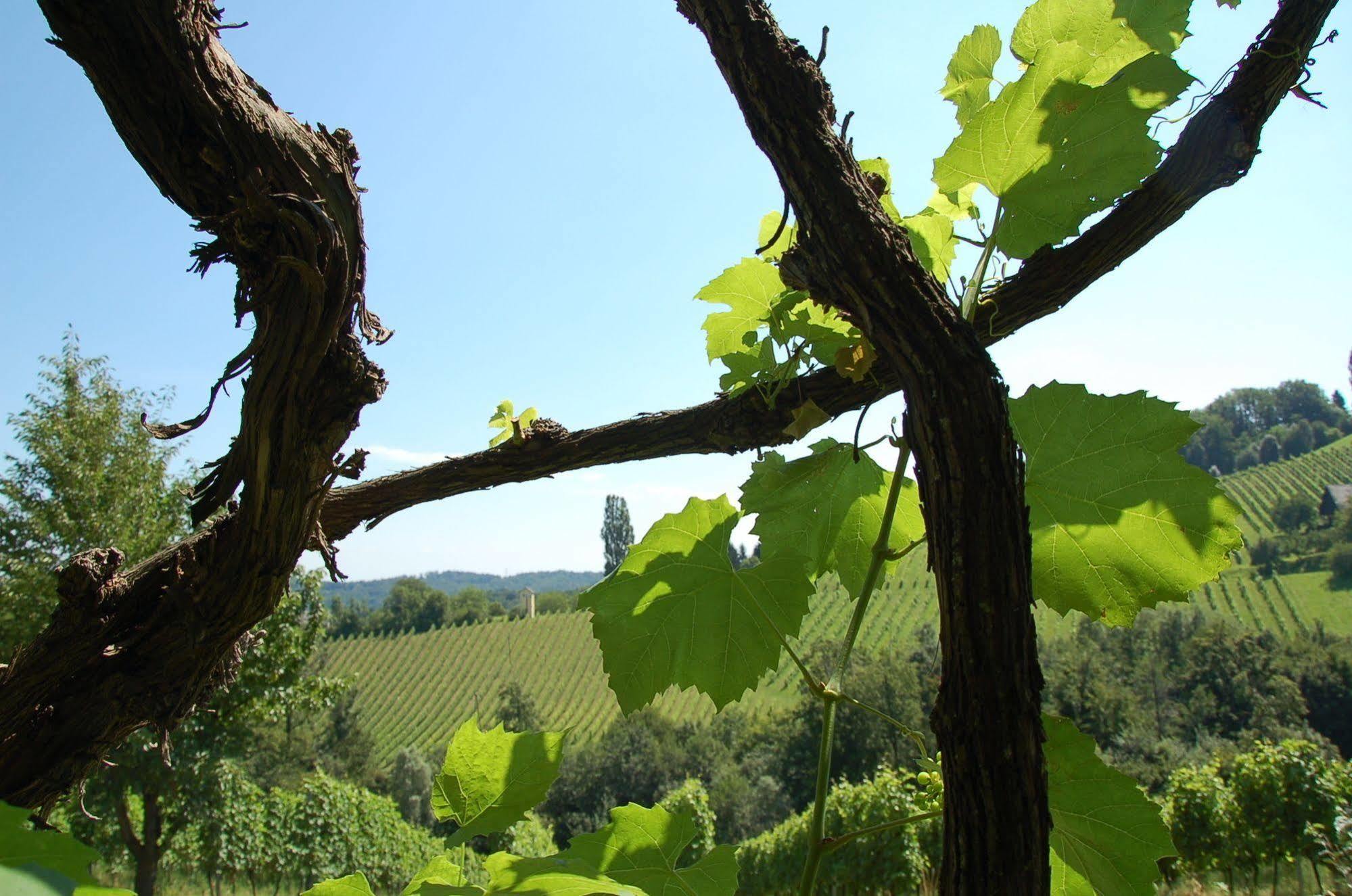 Weingut Primus Suedsteiermark 施皮尔费尔德 外观 照片