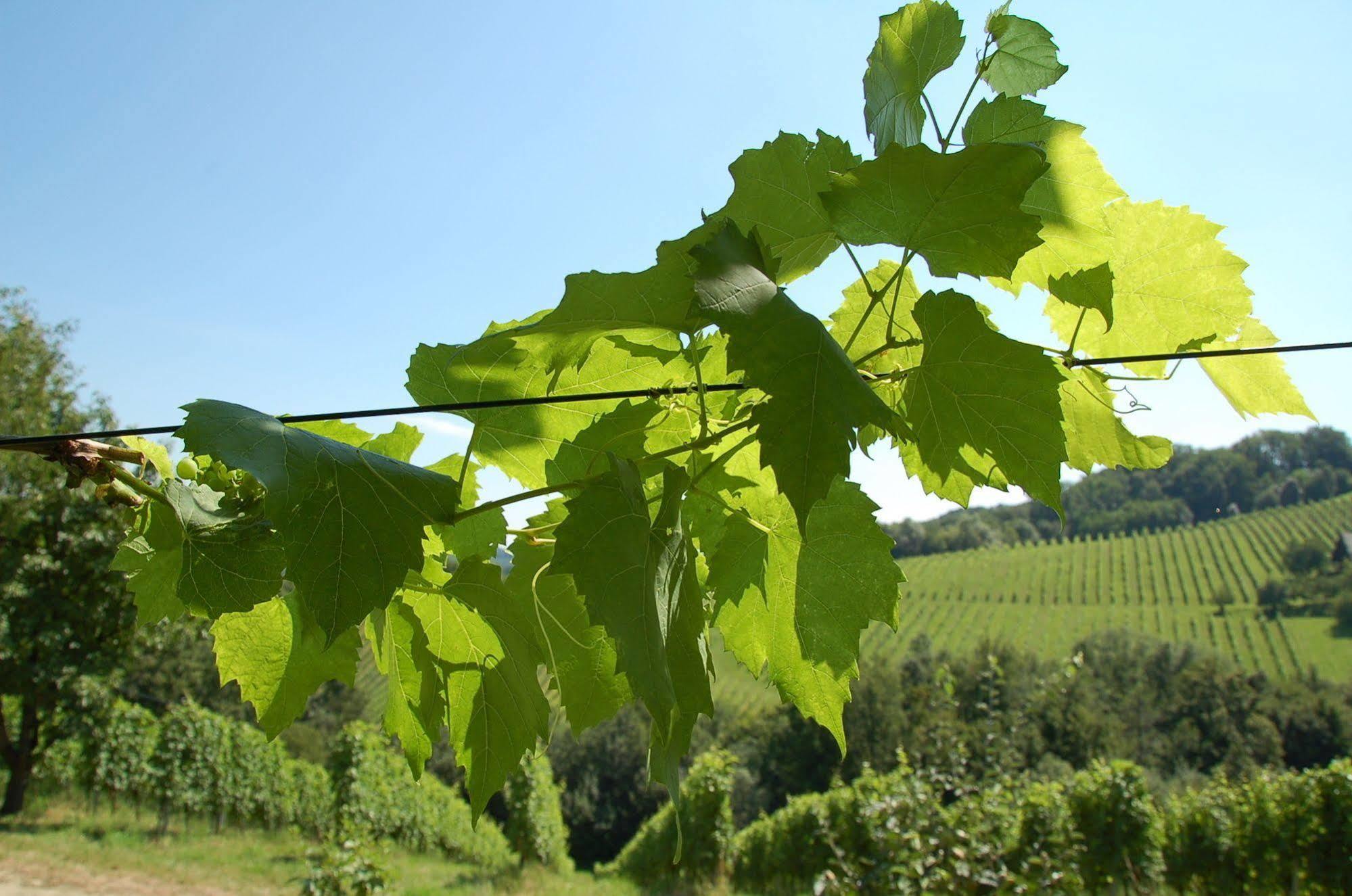 Weingut Primus Suedsteiermark 施皮尔费尔德 外观 照片