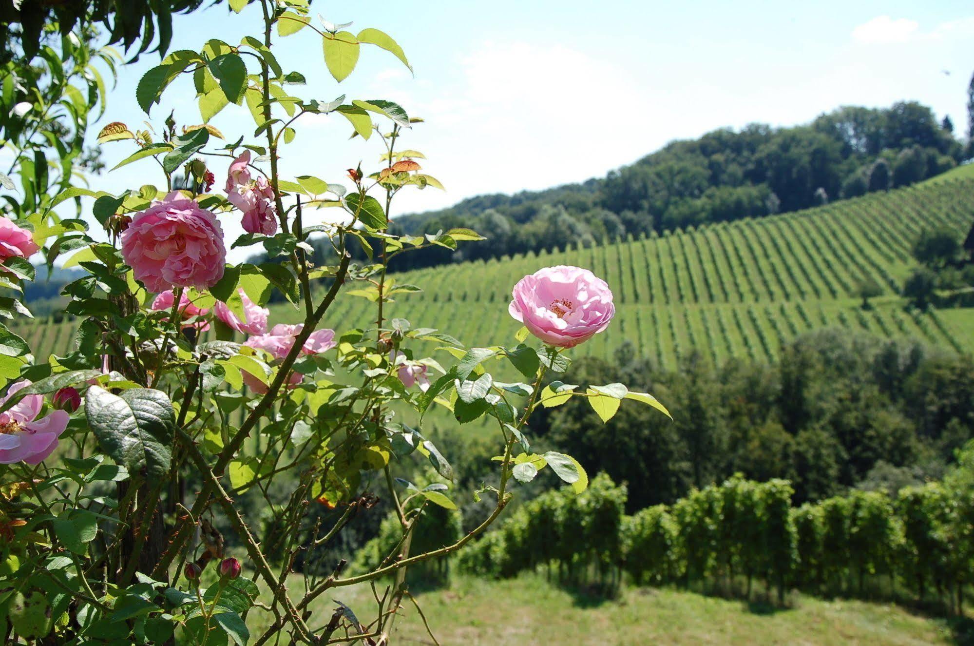 Weingut Primus Suedsteiermark 施皮尔费尔德 外观 照片